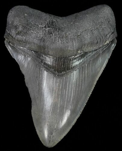 Serrated, Fossil Megalodon Tooth #70771